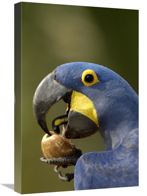 Global Gallery GCS-453147-1624-142 16 x 24 in. Hyacinth Macaw Cracking