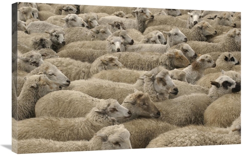 Global Gallery GCS-453137-2436-142 24 x 36 in. Domestic Sheep Herd&#44