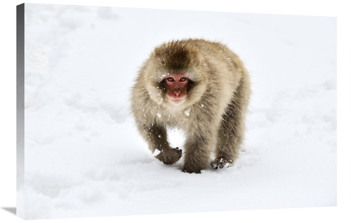 Global Gallery GCS-395694-2436-142 24 x 36 in. Japanese Macaque Walkin