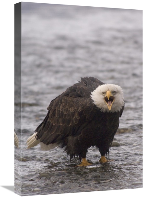 Global Gallery GCS-451947-1624-142 16 x 24 in. Bald Eagle Calling,