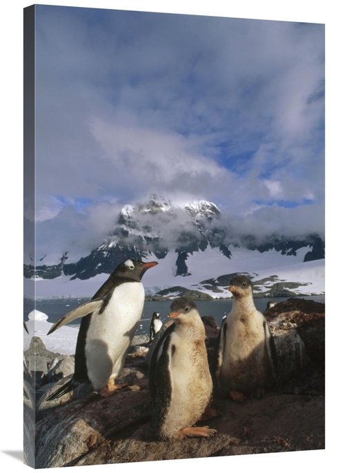 Global Gallery GCS-451256-2436-142 24 x 36 in. Gentoo Penguin with Chi