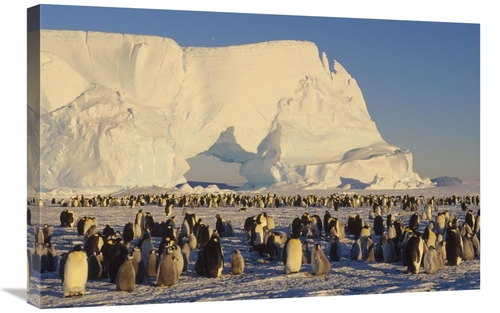 Global Gallery GCS-452371-2030-142 20 x 30 in. Emperor Penguin Rookery