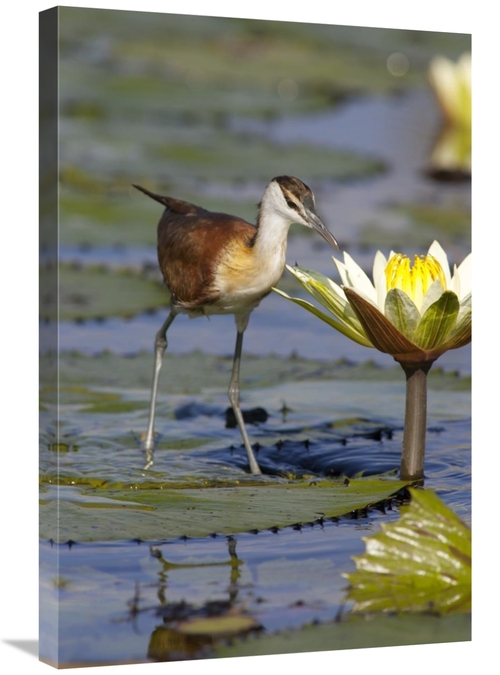Global Gallery GCS-395505-2030-142 20 x 30 in. African Jacana Juvenile