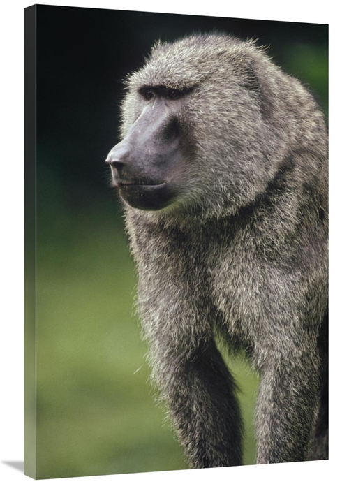 Global Gallery GCS-452819-2436-142 24 x 36 in. Olive Baboon Male Portr