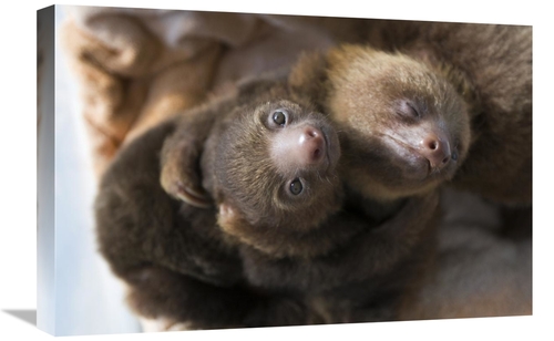 Global Gallery GCS-395858-1624-142 16 x 24 in. Hoffmanns Two-Toed Slot