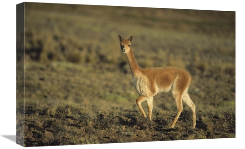 Global Gallery GCS-451263-1624-142 16 x 24 in. Vicuna, Pampa Galer