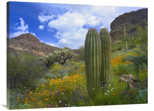 Global Gallery GCS-395938-3040-142 30 x 40 in. Saguaro Amid Flowering 