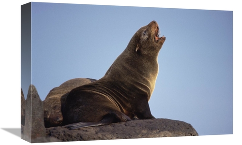 Global Gallery GCS-451230-1218-142 12 x 18 in. Galapagos Fur Seal Call