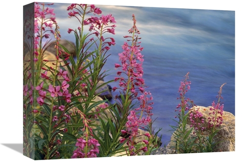 Global Gallery GCS-396236-1216-142 12 x 16 in. Fireweed Against Flowin
