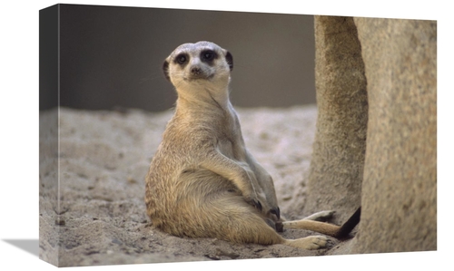 Global Gallery GCS-452900-1218-142 12 x 18 in. Meerkat Sitting At Entr