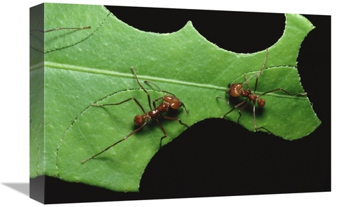 Global Gallery GCS-452348-1218-142 12 x 18 in. Leafcutter Ant Pair Cut