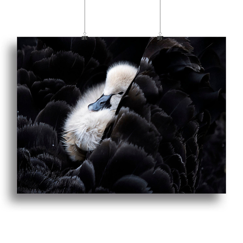 Pickaback Canvas Print or Poster