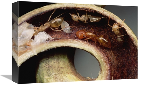 Global Gallery GCS-451013-1218-142 12 x 18 in. Carpenter Ants & Pupae 