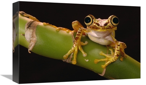 Global Gallery GCS-453181-1218-142 12 x 18 in. Chachi Tree Frog Adult&