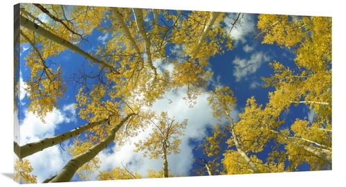 Global Gallery GCS-467669-44-142 44 in. Looking Up At Blue Sky Through