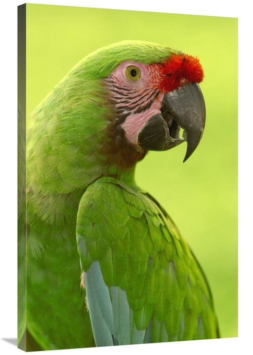 Global Gallery GCS-397907-2436-142 24 x 36 in. Military Macaw Portrait