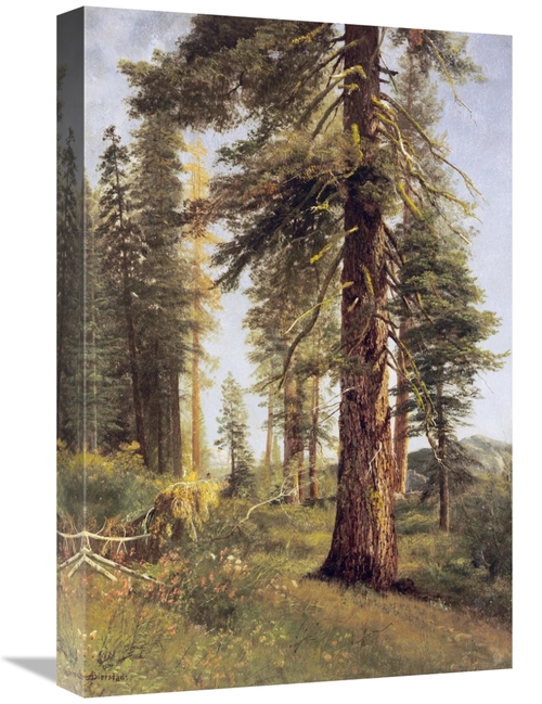 Global Gallery GCS-267731-22-142 22 in. California Redwoods Art Print 