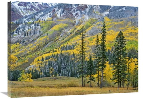 Global Gallery GCS-396832-2432-142 24 x 32 in. Aspen Grove in Fall Col