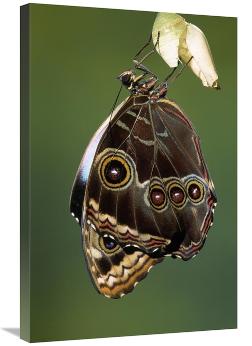 Global Gallery GCS-453600-2030-142 20 x 30 in. Blue Morpho Butterfly&#
