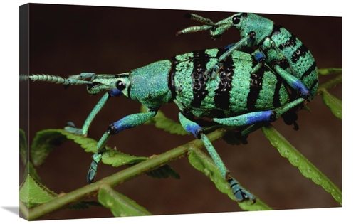 Global Gallery GCS-450958-2030-142 20 x 30 in. True Weevil Couple Mati