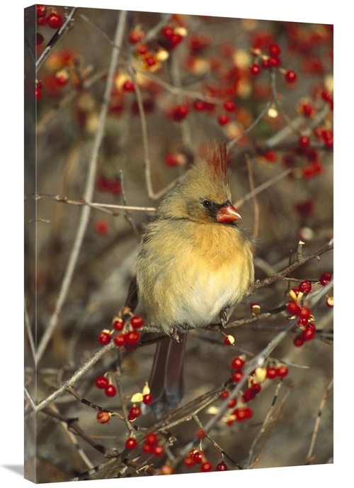Global Gallery GCS-453298-2436-142 24 x 36 in. Northern Cardinal Femal