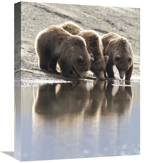Global Gallery GCS-395478-1620-142 16 x 20 in. Grizzly Bear Mother & Y