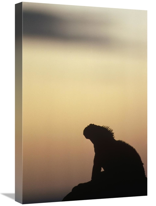 Global Gallery GCS-451318-1624-142 16 x 24 in. Marine Iguana Silhouett