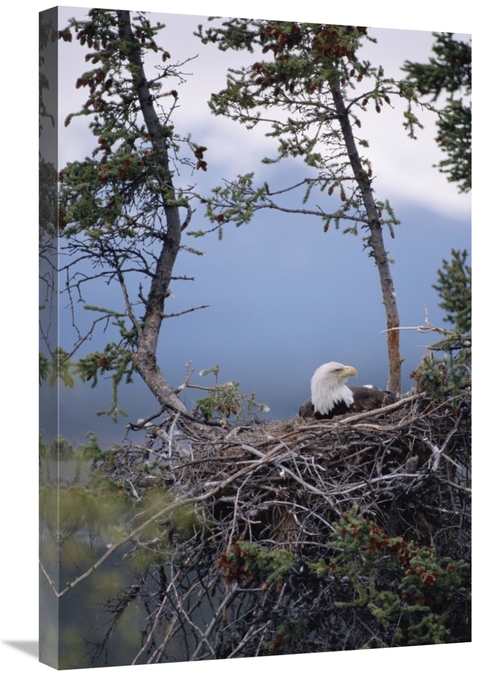 Global Gallery GCS-451900-2030-142 20 x 30 in. Bald Eagle on Nest,