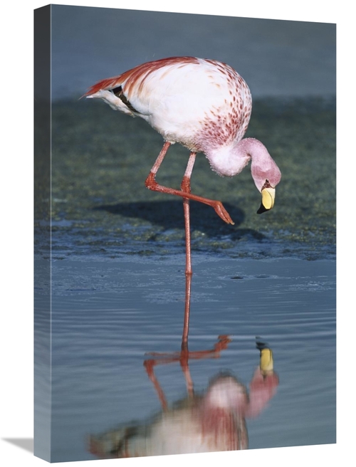 Global Gallery GCS-451649-1624-142 16 x 24 in. Puna Flamingo Feeding i