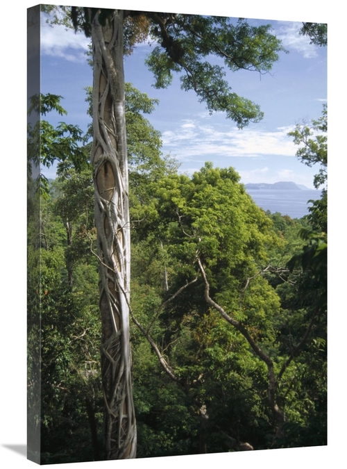 Global Gallery GCS-451131-2030-142 20 x 30 in. Weeping Fig & Host Natu