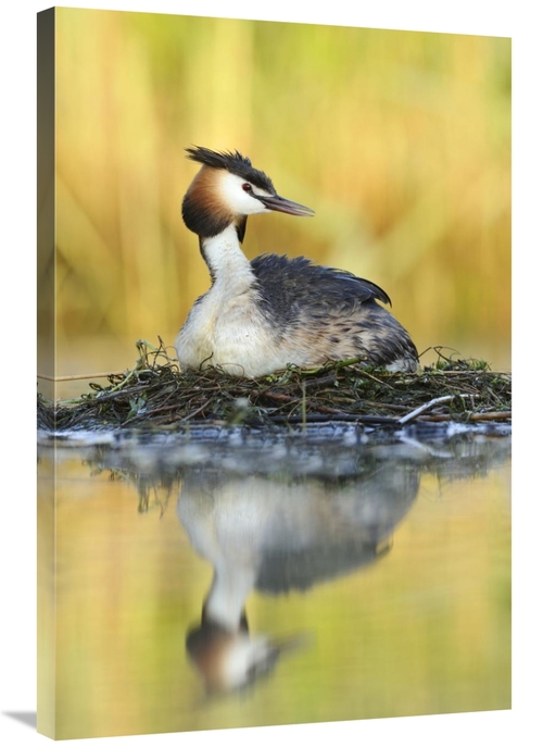 Global Gallery GCS-395693-2436-142 24 x 36 in. Great Crested Grebe on 