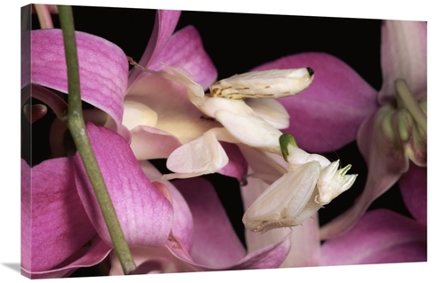 Global Gallery GCS-397234-2436-142 24 x 36 in. Orchid Mantis & Orchid 