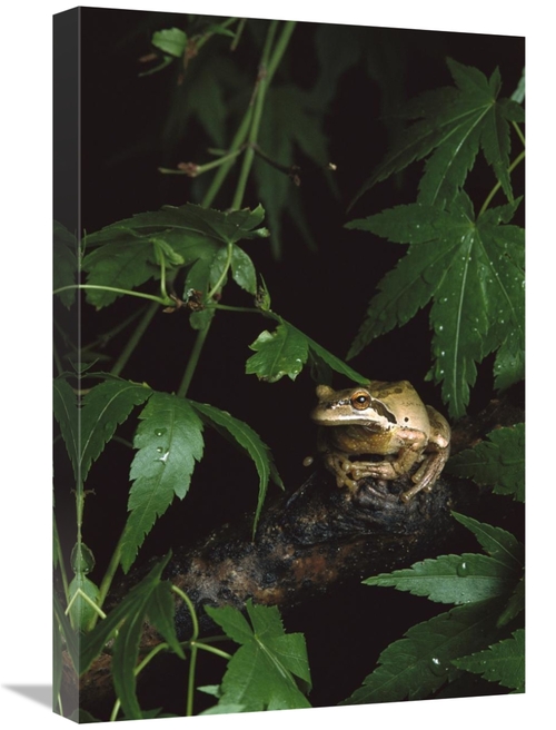 Global Gallery GCS-452731-1624-142 16 x 24 in. Pacific Tree Frog, 