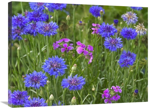 Global Gallery GCS-396752-2432-142 24 x 32 in. Cornflower & Pointed Ph