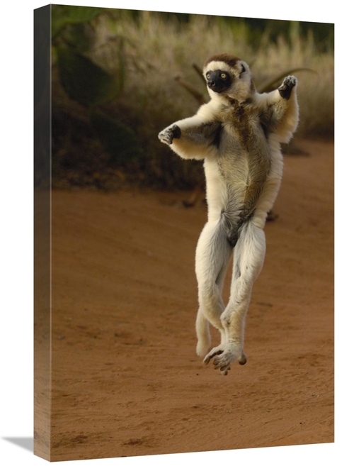 Global Gallery GCS-453042-1624-142 16 x 24 in. Verreauxs Sifaka Hoppin