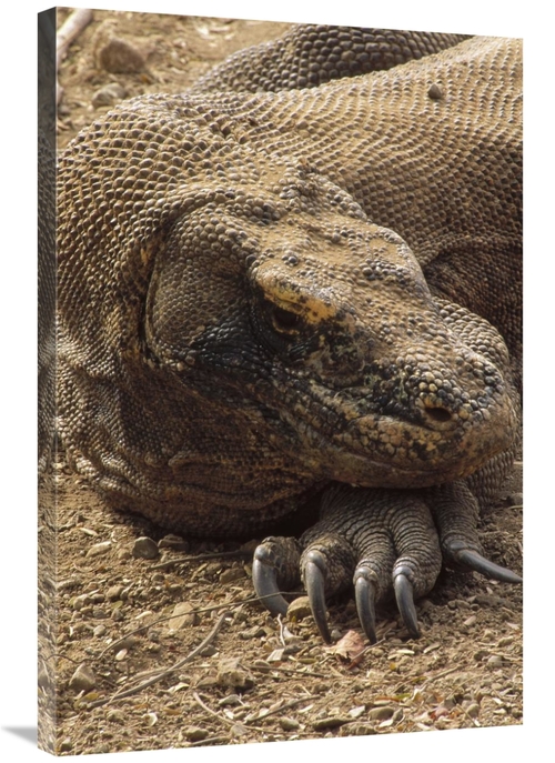Global Gallery GCS-451182-2436-142 24 x 36 in. Komodo Dragon Male Bask