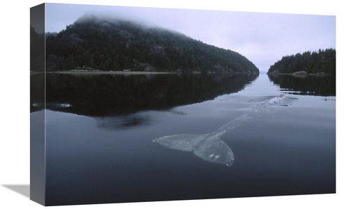 Global Gallery GCS-450834-1218-142 12 x 18 in. Gray Whale Skims Water 