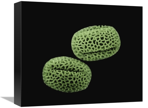 Global Gallery GCS-397619-16-142 16 in. Olive - Olea Europaea Pollen a