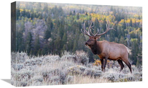 Global Gallery GCS-486449-22-142 22 in. Bull Elk on the Hillside Art P
