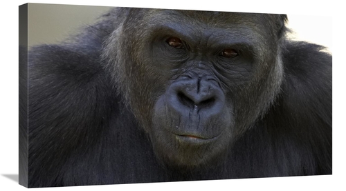 Global Gallery GCS-450906-30-142 30 in. Western Lowland Gorilla Portra