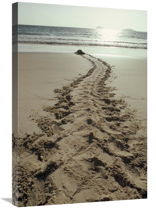 Global Gallery GCS-451226-2030-142 20 x 30 in. Green Sea Turtle Return