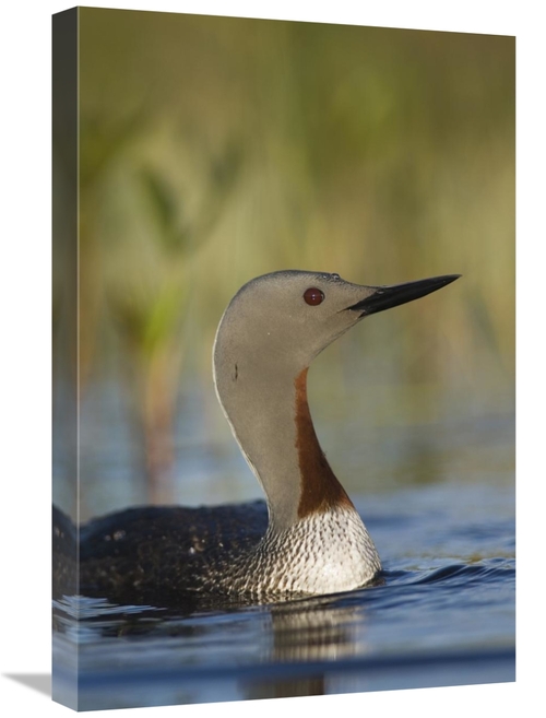 Global Gallery GCS-451944-1624-142 16 x 24 in. Red-Throated Loon in Br