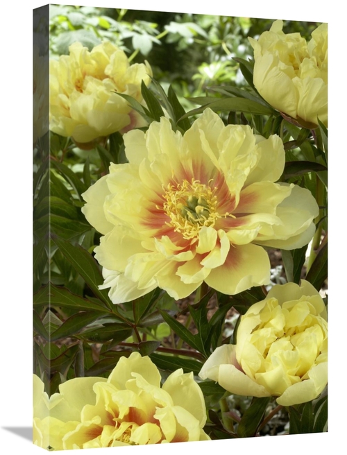 Global Gallery GCS-398355-1624-142 16 x 24 in. Peony Bartzella Variety