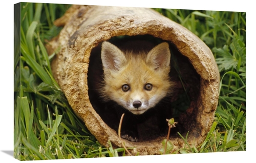 Global Gallery GCS-452950-2030-142 20 x 30 in. Red Fox Kit in Log,
