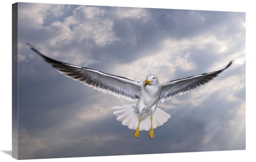 24 x 36 in. Lesser Black-Backed Gull in Flight, Texelnoord-Holland