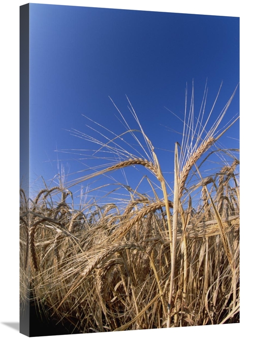 Global Gallery GCS-452530-2030-142 20 x 30 in. Barley Field Showing He