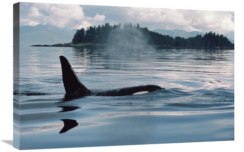 Global Gallery GCS-450567-2030-142 20 x 30 in. Orca Surfacing, Joh