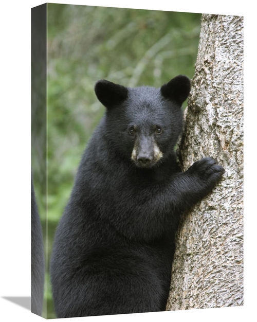 Global Gallery GCS-395423-1218-142 12 x 18 in. Black Bear Cub in Tree 