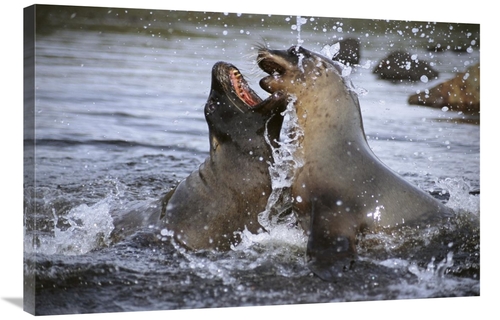 Global Gallery GCS-451582-2436-142 24 x 36 in. Hookers Sea Lion Cow Sp