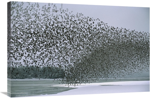 Global Gallery GCS-451919-2436-142 24 x 36 in. Western Sandpiper Flock
